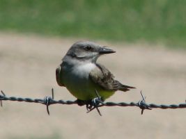 Western Kingbird (Tyrannus verticalis)