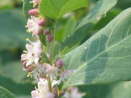Western Snowberry (Symphoricarpos occidentalis). AKA Wolfberry