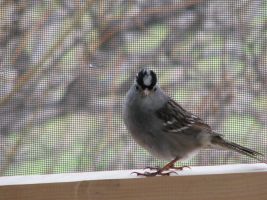White-crowned Sparrow (Zonotrichia leucophrys)
