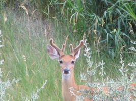Young White-tailed Deer buck (Odocoileus virginianus)