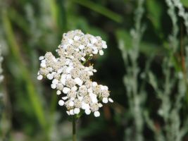 Yarrow (Achillea millefolium). AKA Common Yarrow, Old Man's Pepper, Devil's Nettle, Sanguinary, Milfoil, Soldier's Woundwort, Thousand Seal