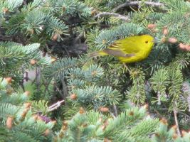 Yellow Warbler (Setophaga petechia)