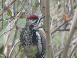 Female Yellow-bellied Sapsucker (Sphyrapicus varius)