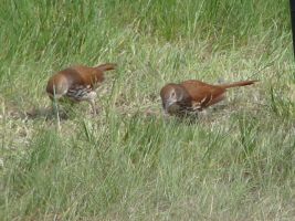 Brown Thrasher (Toxostoma rufum)