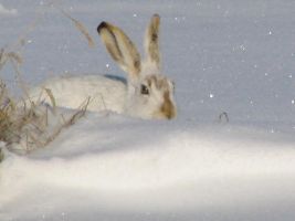 White rabbit in the snow