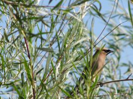 Cedar Waxwing (Bombycilla cedrorum), on the river