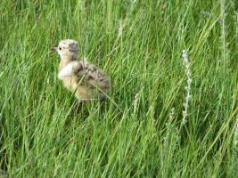 Curlew baby (Numenius) 1