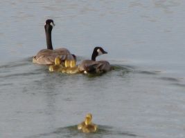 Canada Geese with goslings (Branta canadensis)