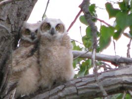 Great Horned Owl chicks (Bubo virginianus)