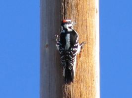 Hairy Woodpecker (Leuconotopicus villosus)