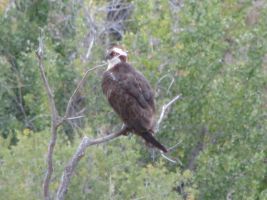 Osprey (Pandion haliaetus)