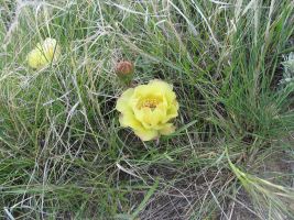 Prickly-pear Cactus (Opuntia)