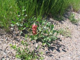 Sand Dock (Rumex venosus). AKA Veiny Dock, Winged Dock, Wild-begonia