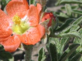 Scarlet Globemallow (Sphaeralcea coccinea). AKA Globe Mallow, Cowboy's Delight, Prairie Mallow, Red False Mallow