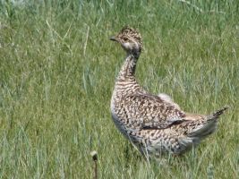 Sharp-tailed Grouse (Tympanuchus phasianellus) 2