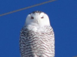 Snowy Owl (Bubo scandiacus)