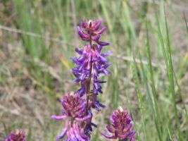 Unidentified Purple Flowers2