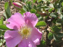 Wild Rose (Rosa arkansana)
