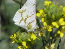 Bath White Butterfly (Pontia daplidice) on Wormseed Wallflower (Erysimum cheiranthoides), AKA Treacle-mustard, Wormseed Mustard.