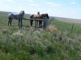 Always greener on the other side of the fence by Mary V.