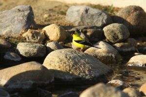 American Goldfinch (Spinus tristis) by Cathy Cocks