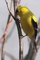 American Goldfinch (Spinus tristis) by Dana