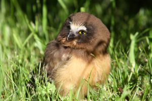 Northern Saw-whet Owl baby (Aegolius acadicus)