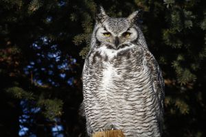 Great-horned Owl (Bubo virginianus) by Barry Cocks