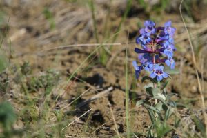 Smooth Blue Beardtongue (Penstemon nitidus) by Cathy Cocks