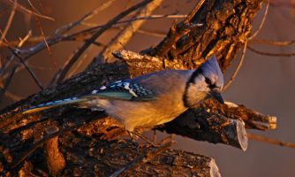Blue Jay (Cyanocitta cristata) basking in the November sun