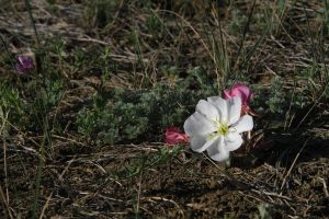 Butte Primrose (Oenothera caespitosa) by Cathy Cocks. AKA Tufted Evening Primrose, Desert Evening Primrose, Rock-rose Evening Primrose, Fragrant Evening Primrose, Cespitose Evening-primrose