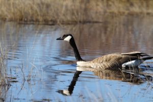 Canada Goose (Branta canadensis) by Cathy Cocks