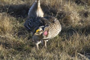 Sharp-tailed Grouse (Tympanuchus phasianellus) by Cathy Cocks