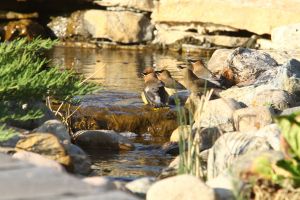 Cedar Waxwings (Bombycilla cedrorum) by Cathy Cocks