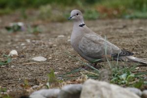 Eurasian Collared Dove (Streptopelia decaocto) by Barry Cocks