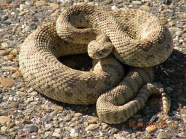 Prairie Rattlesnake (Crotalus viridis)