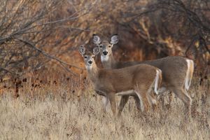 White-tailed Deer Doe & Fawn by Cathy Cocks
