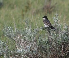 Eastern Kingbird (Tyrannus tyrannus) 2
