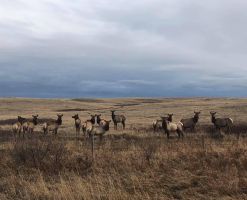 Elk (Cervus canadensis), AKA Wapiti, Atlee Pic 5