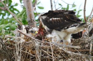 Ferrunginous Hawk (Buteo regalis) feeding young by Cathy Cocks