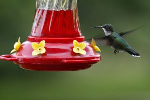 Hummingbird by Barry Cocks