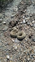 I Warned You by Arlene, Prairie Rattlesnake (Crotalus viridis)
