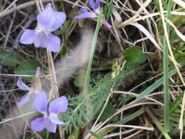 Bluish-lavender flowers