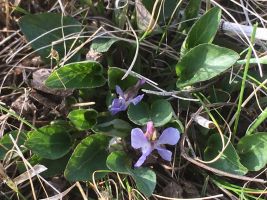 Bluish-lavender flowers 2