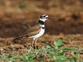 Killdeer (Charadrius vociferus)