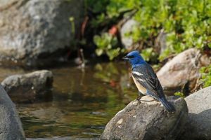 Lazuli Bunting (Passerina amoena) by Barry Cocks
