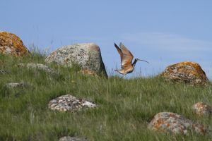 Long-billed Curlew (Numenius americanus) by Barry Cocks