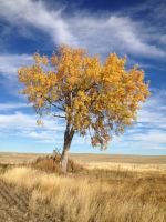 Majestic Tree by Lori Kelly