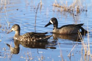 Male & Female Blue-winged Teal (Spatula discors)