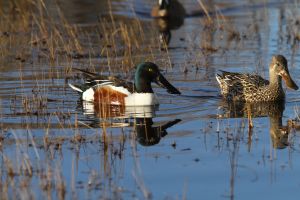 Male & Female Shoveler Ducks (Spatula clypeata)